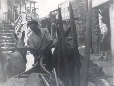 Fotografía antigüa de burros para labrar el campo