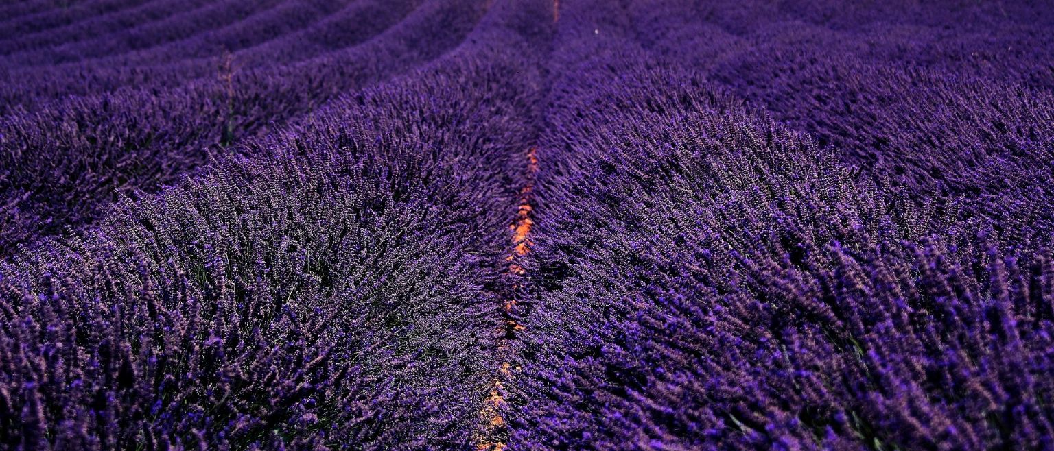 Campos de lavanda. La provenza francesa